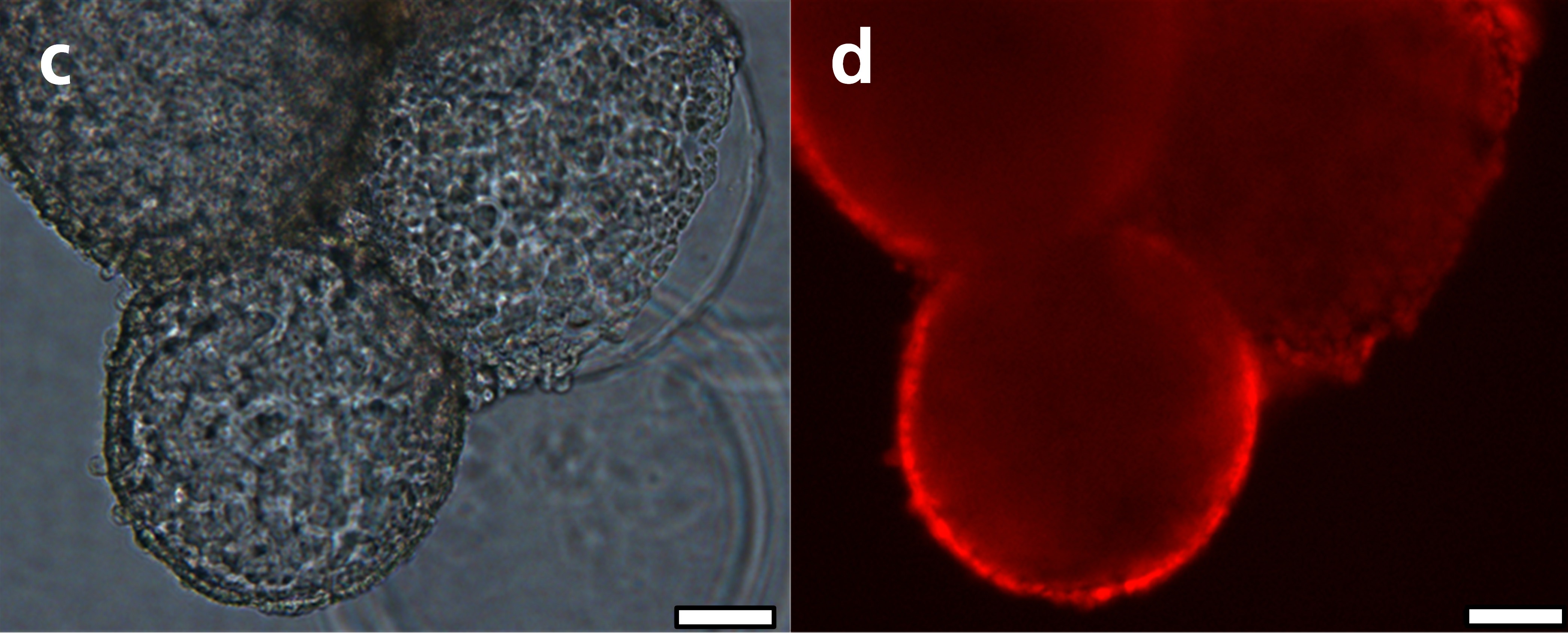 ibmt-stem-cell-bioreactor-2